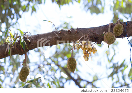 Flowers and young raw durain with brown spikes Flowers and young raw durain with brown spikes 22834675