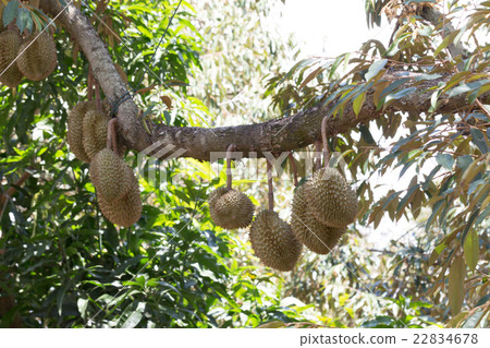 raw durain with brown spikes on tree raw durain with brown spikes on tree 22834678