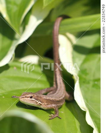Cana snake Cana snake 22834749