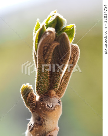 Onigurumi的葉疤痕2 22834754