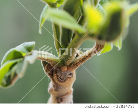 Onigurumi 3的葉疤,朋克頭髮 Onigurumi 3的葉疤,朋克頭髮 22834755