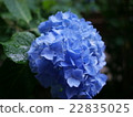 Hydrangea rainy season 22835025