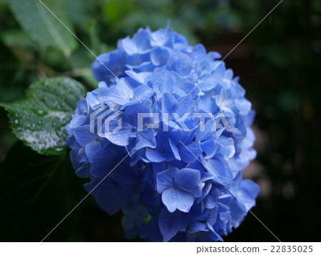Hydrangea rainy season 22835025