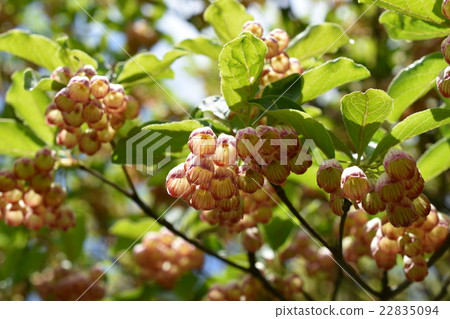 Sarasa Doudan的花 Sarasa Doudan的花 22835094