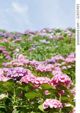 Hydrangea Hydrangea 22835401