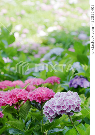 Hydrangea Hydrangea 22835402