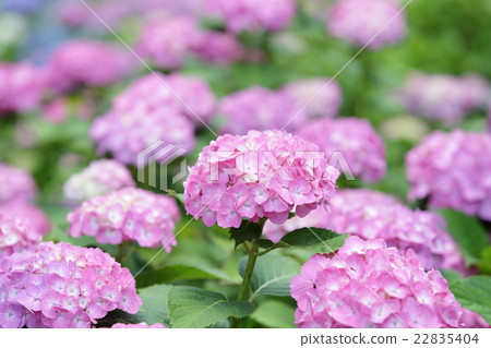 Hydrangea 22835404