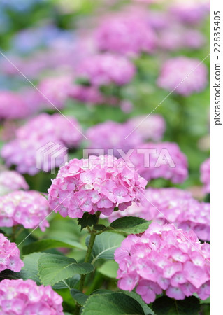 Hydrangea 22835405