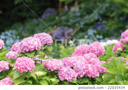 Hydrangea Hydrangea 22835434