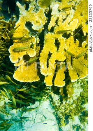 潛伏在加勒比海的珊瑚的一群魚 潛伏在加勒比海的珊瑚的一群魚 22835709