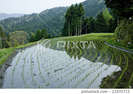 Rural landscape Rural landscape 22835715