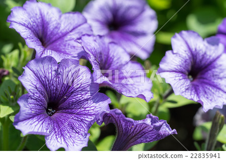 [神奈川縣]矮牽牛 22835941