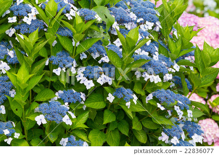 Hydrangea at Seaside Kanzakan Hydrangea at Seaside Kanzakan 22836077