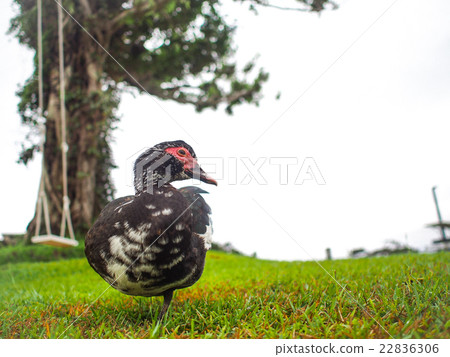 一隻孤獨的鳥 一隻孤獨的鳥 22836306