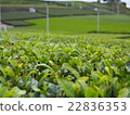 Tea field in Shizuoka prefecture 22836353
