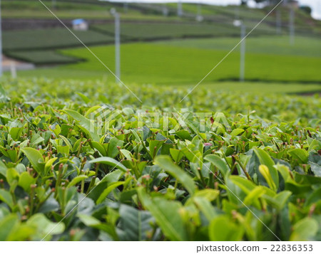 Tea field in Shizuoka prefecture 22836353