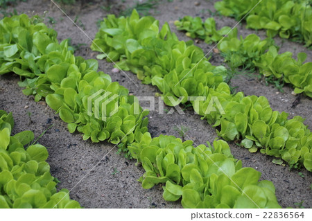Green salad leaves in the garden Green salad leaves in the garden 22836564