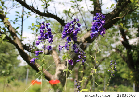 Delphinium is a perennial flower in the garden Delphinium is a perennial flower in the garden 22836566
