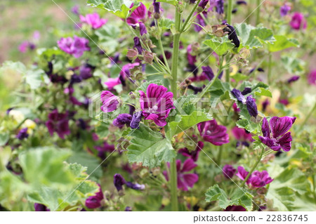 常見的骨髓骨髓藍色花 22836745