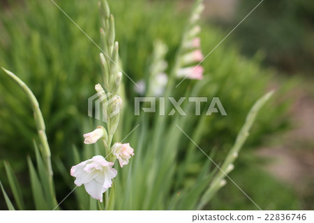 唐菖蒲花 22836746