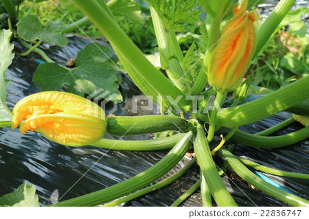 西葫蘆在路上 22836747