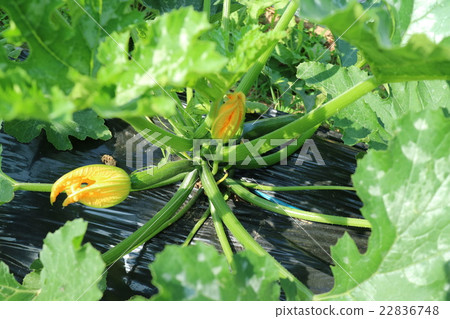 西葫蘆黃色花 22836748