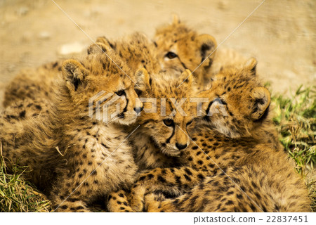 Gunma Safari cheetah 22837451