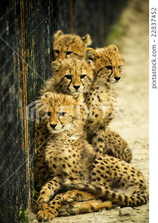 Gunma Safari cheetah 22837452