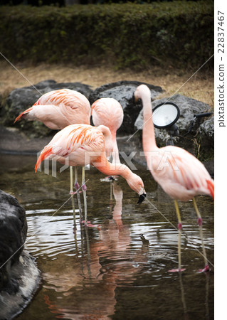 Gunma safari 22837467