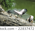 Africa tokiko spreading wings 22837472