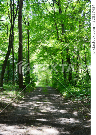 A small street of Karuizawa 22837484