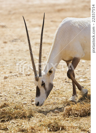 Oryx Gazella in the desert 22837554