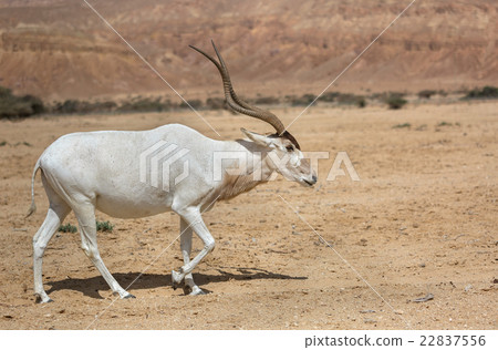 Beautiful Addax in the desert Beautiful Addax in the desert 22837556