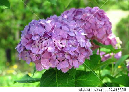 Hydrangea: hydrangea: park in Awaji Island Hydrangea: hydrangea: park in Awaji Island 22837856