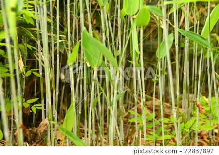 山白竹 山白竹 22837892