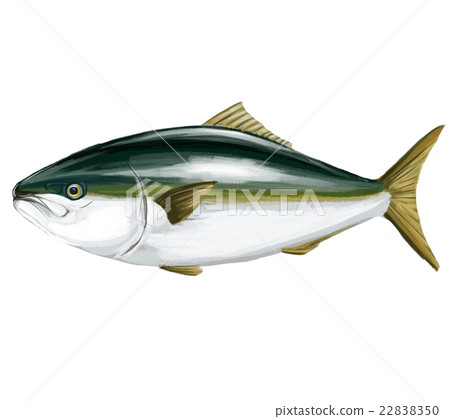 Illustration of a yellowtail 22838350