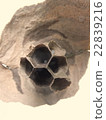 Hornet 22839216
