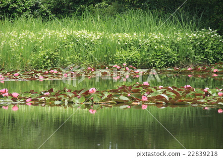 Summer, water surface 22839218