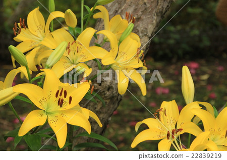 Yellow in early summer Yellow in early summer 22839219