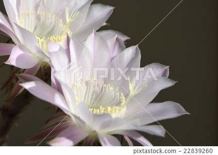 Cactus flower _ 03 Cactus flower _ 03 22839260