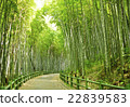Small diameter of bamboo grove 22839583