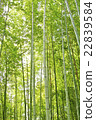 Bamboo grove of silence 22839584