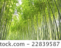 I look up at the bamboo grove 22839587