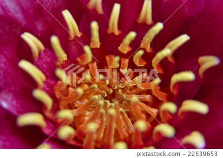 Water lily _ 07 22839653