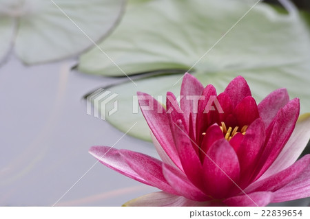 Water lily _ 08 22839654
