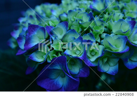 繡球藍色系列 22840908