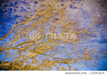 Tree branches in water 22841024