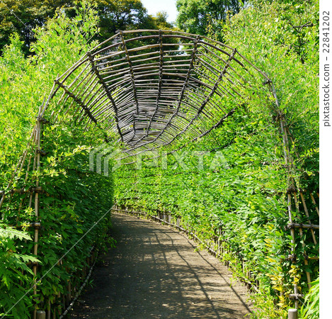Hagi隧道在Mukojima Hana庭院（6月）Sumida-ku，東京 22841202