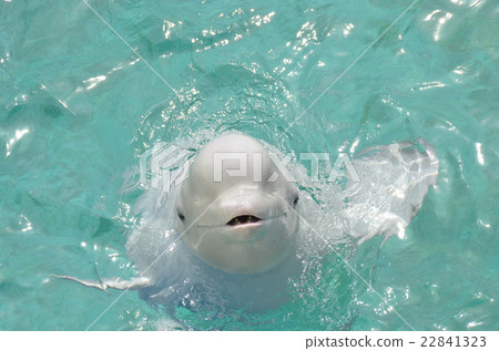 Silk dolphin 22841323