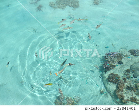 大溪地和波拉波拉島的海洋和魚類 大溪地和波拉波拉島的海洋和魚類 22841401